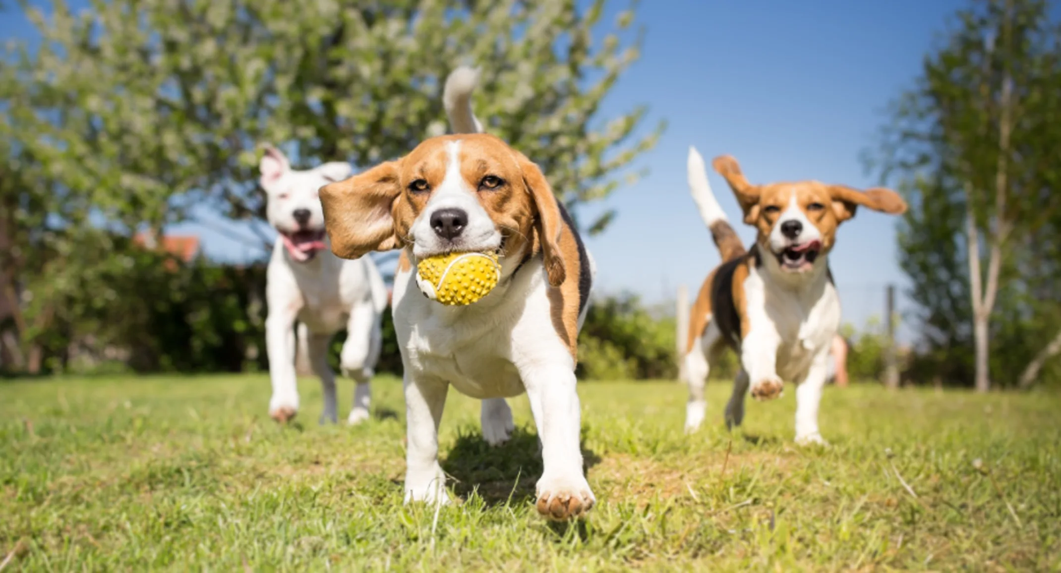 Dogs playing outdoors on grass with a ball